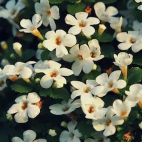 Bacopa - Pineal guardian ingredients