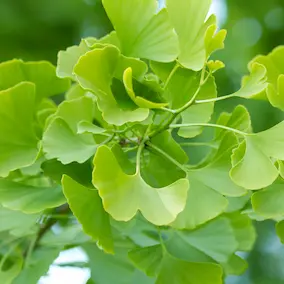 Neem - Pineal guardian ingredients
