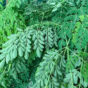 Neem - Pineal guardian ingredients