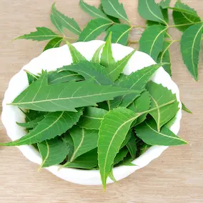 Neem - Pineal guardian ingredients
